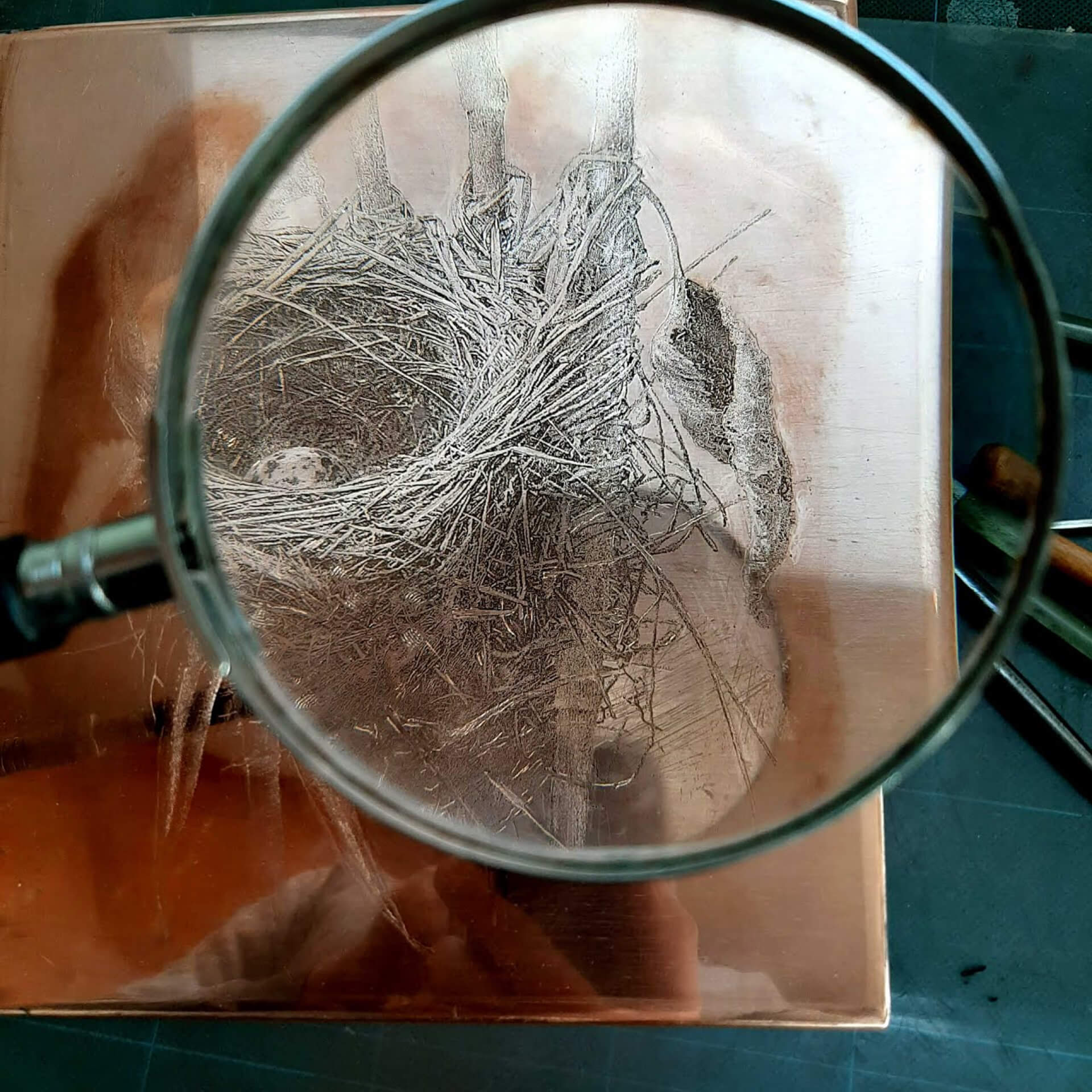 Detal gniazda pod lupą