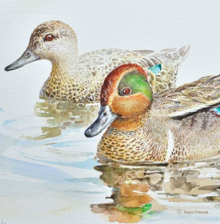 Cyraneczka / CommonTeal