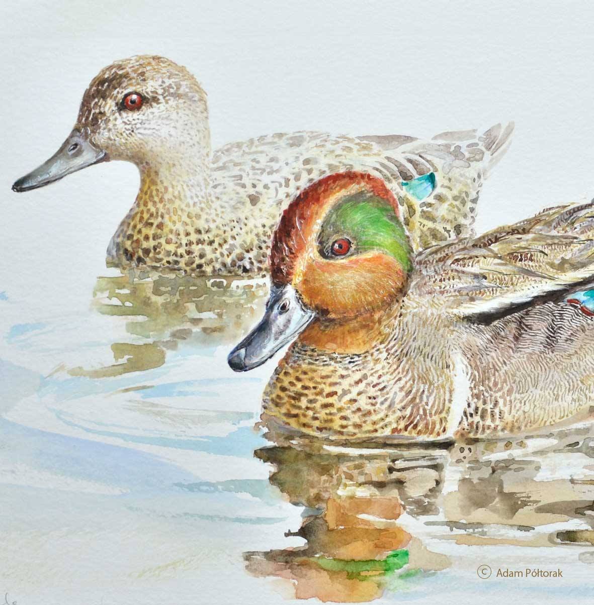 Cyraneczka / CommonTeal