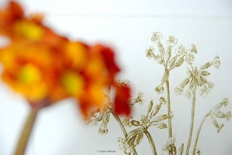 Primrose / Pierwiosnek w technikolorze