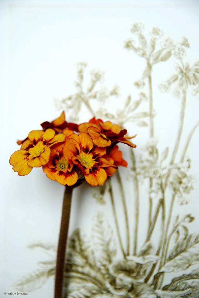 Primrose / Pierwiosnek w technikolorze