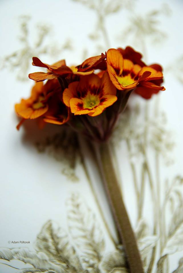 Primrose / Pierwiosnek w technikolorze
