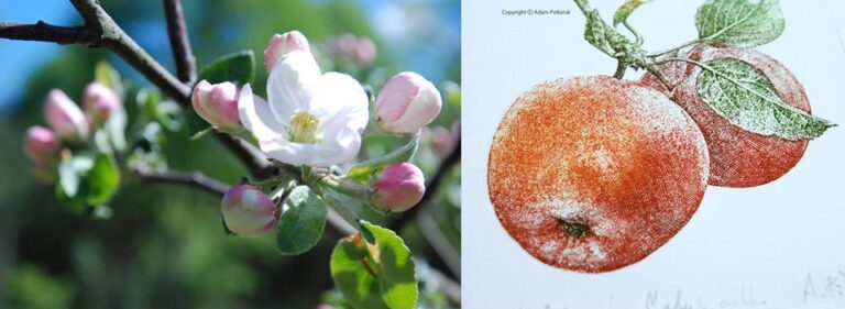 Jabłko / Apple