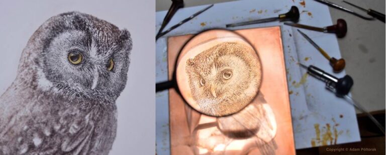 Borealowl / Włochatka
