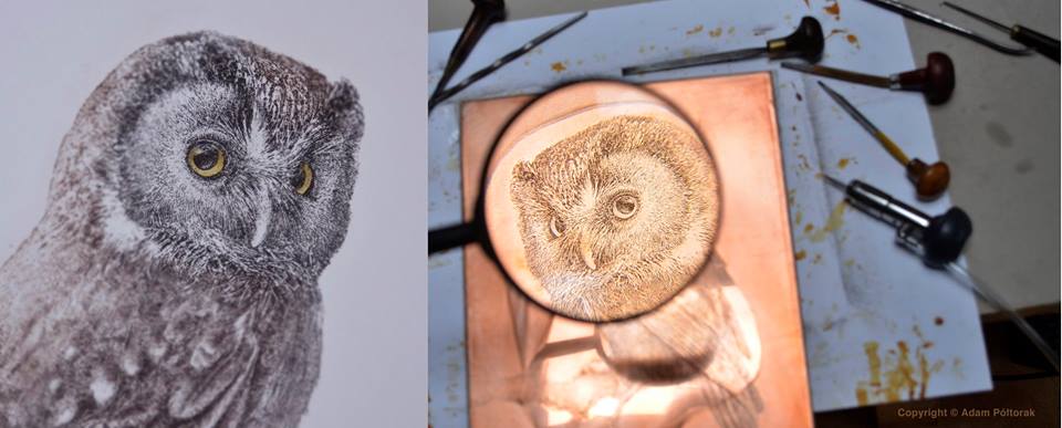 Borealowl / Włochatka