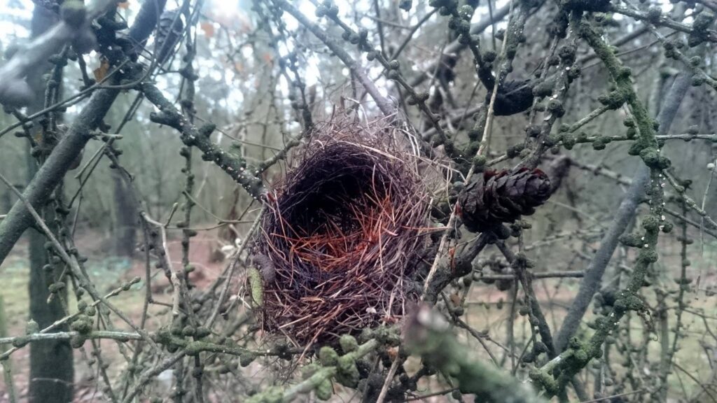 Nest / Gniazdo