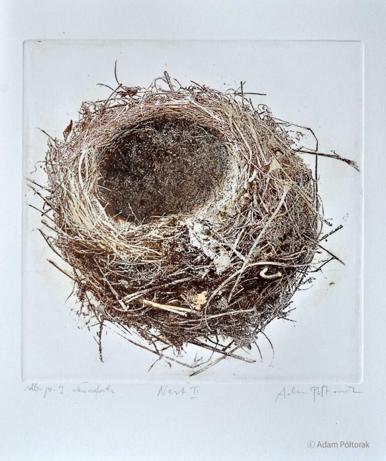 Nest No2  Gniazdo No2