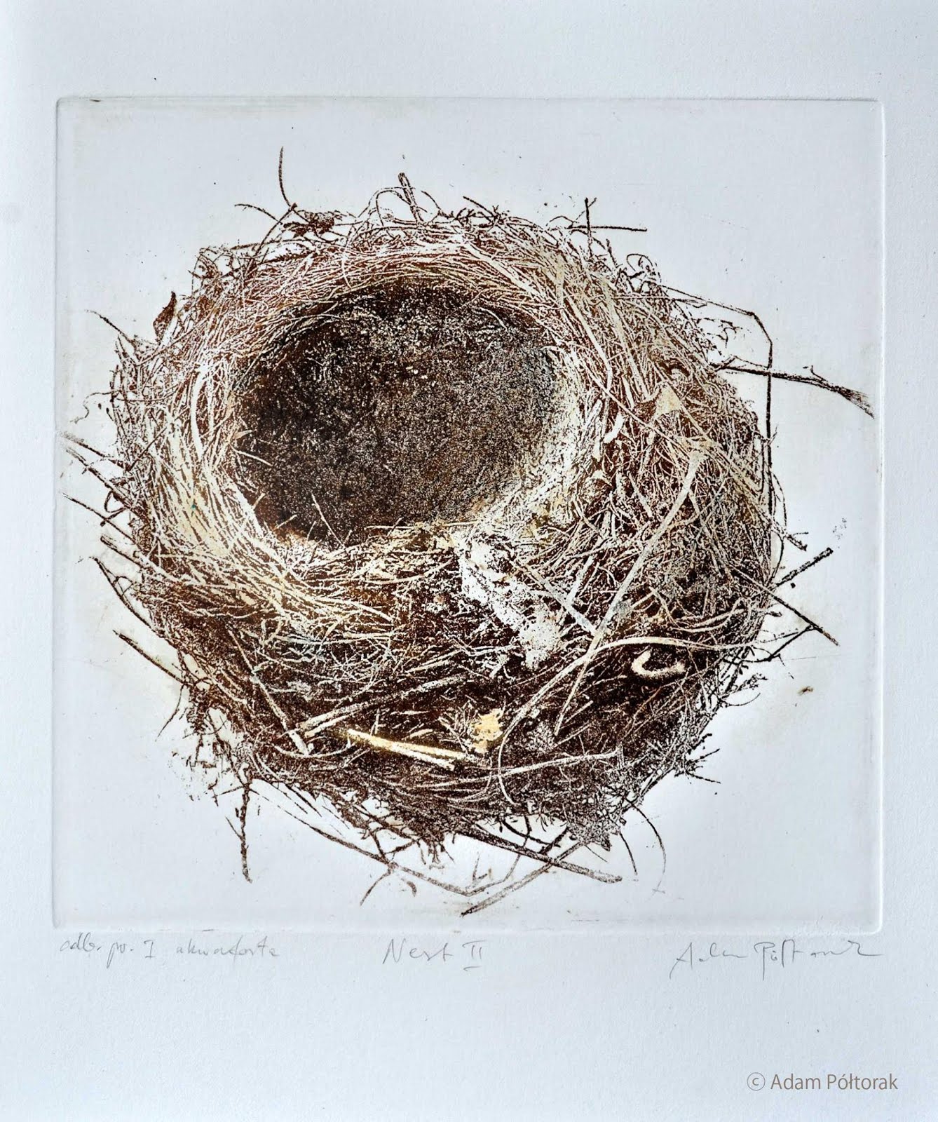 Nest No2  Gniazdo No2
