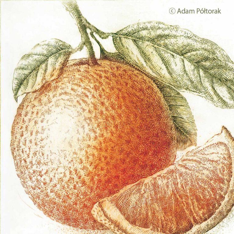 Orange / Pomarańcza