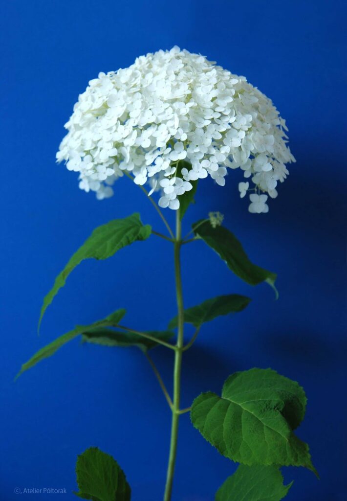 Hydrangea / Hortensja