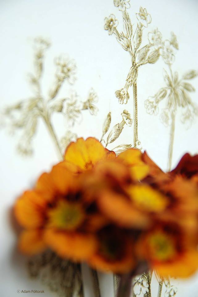 Primrose / Pierwiosnek w technikolorze
