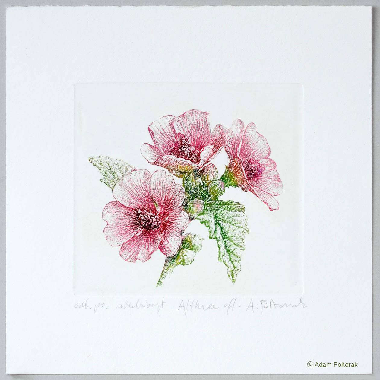 Prawoślaz lekarski / Althaea officinalis