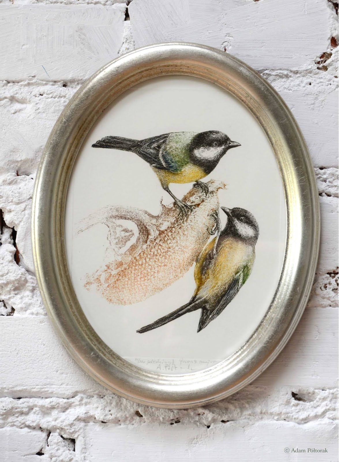 Sikorka / Great tit / Bogatka / Parus major