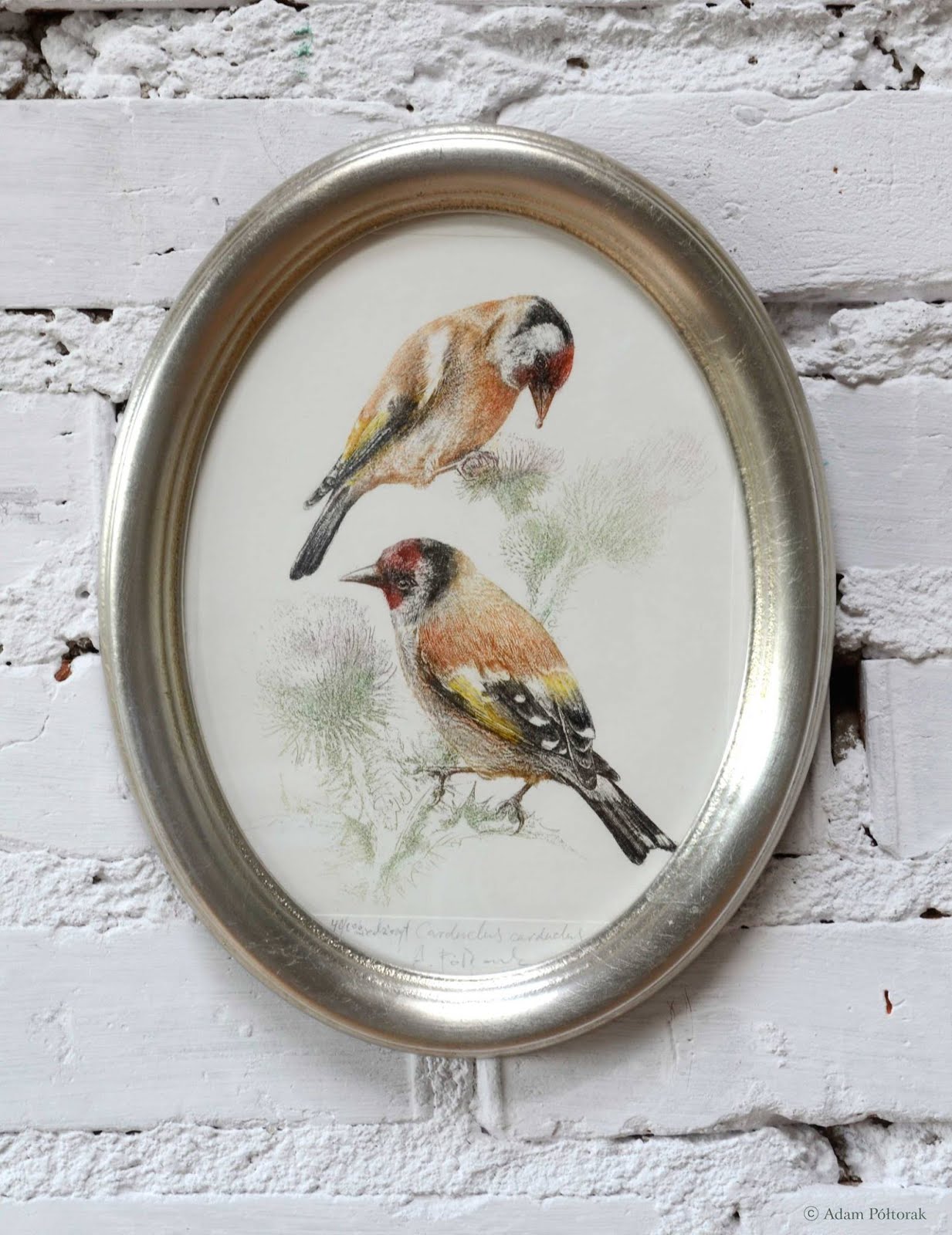 Szczygieł / Goldfinch / Carduelis