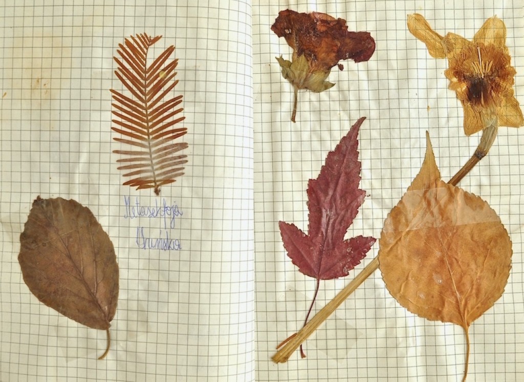 Botaniczne inspiracje