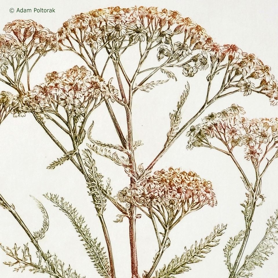 Krwawnik / Achillea millefolium L. / Yarrow