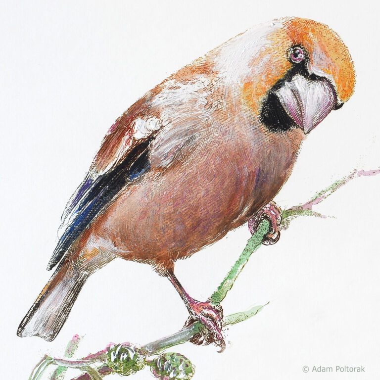 Grubodziob / Coccothraustes / Hawfinch