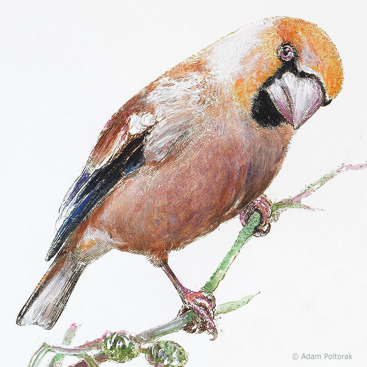 Grubodziob / Coccothraustes / Hawfinch