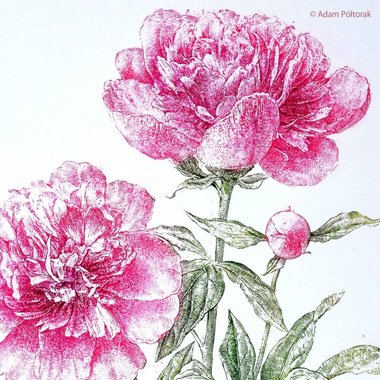 Piwonia detal / Peony - detail