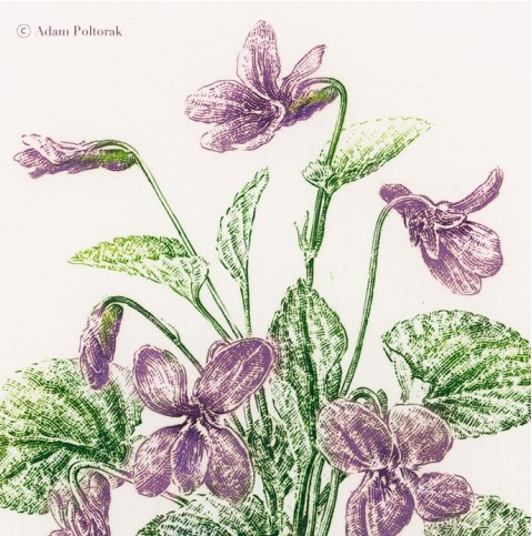 Poetycki zielnik - Fiołek
