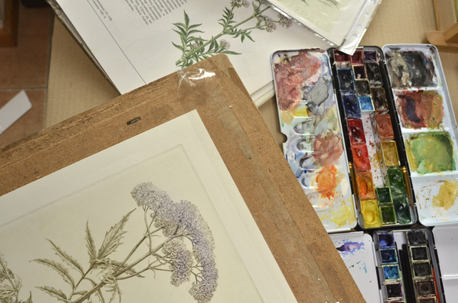 Miedzioryt z serii HERBARIUM "Waleriana"
