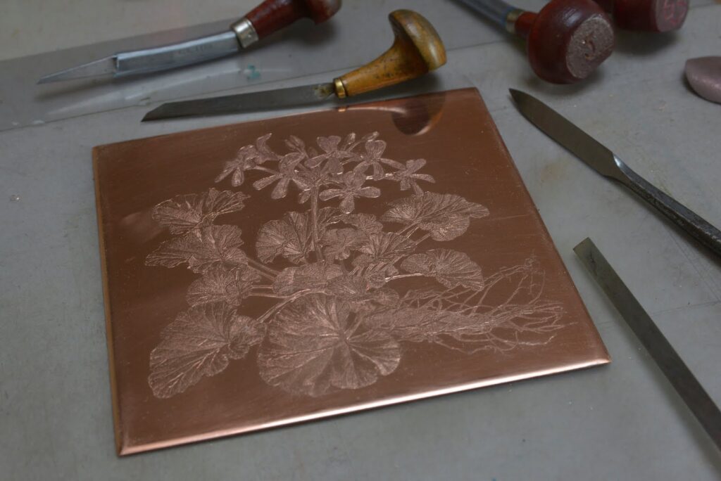 Pelargonia / Geranium / Pelargonium / Storksbill