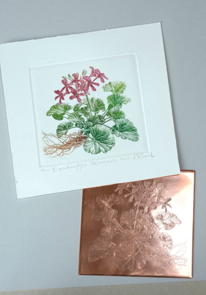 Pelargonia / Geranium / Pelargonium / Storksbill