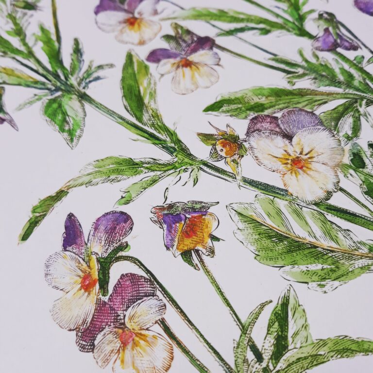 Fiołek trójbarwny / Viola tricoloris