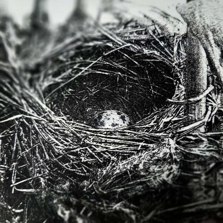 Egg / Jajko