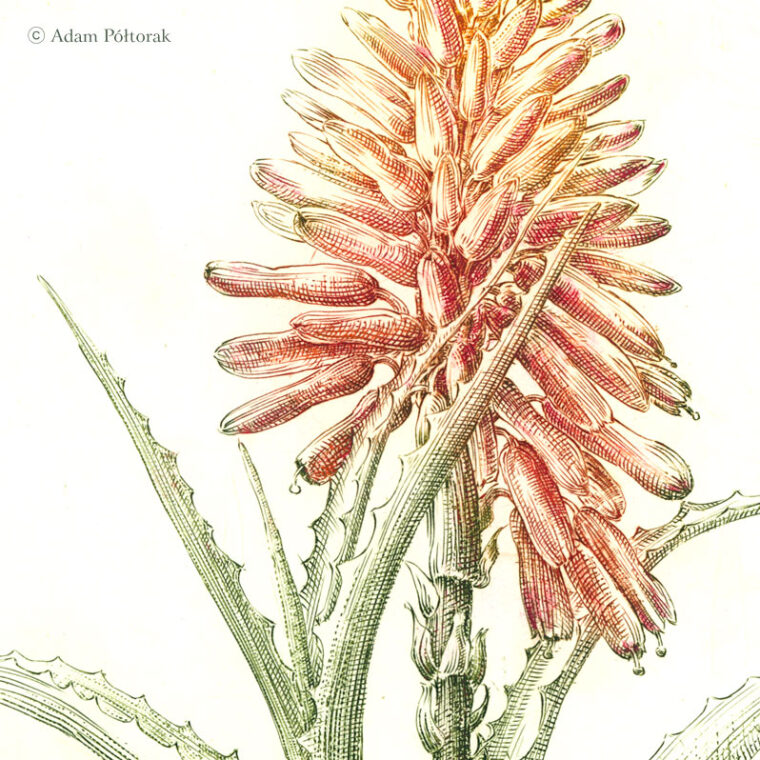 Aloes — miedzioryt
