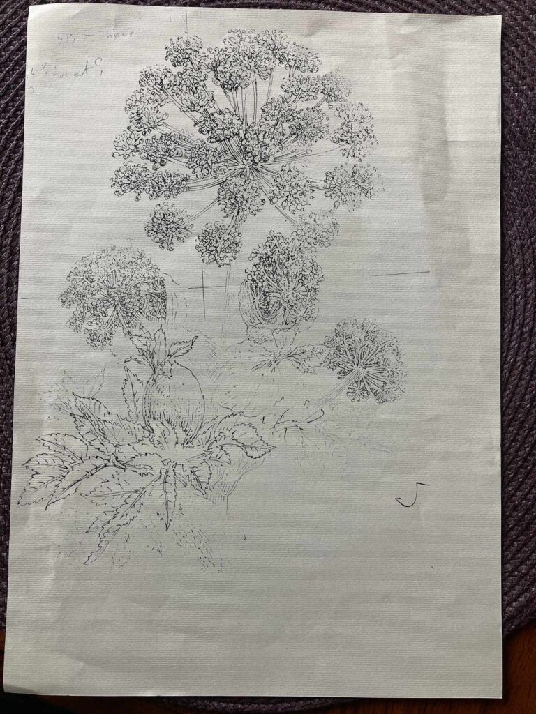 Arcydzięgiel  - nowa grafika w dużym formacie.