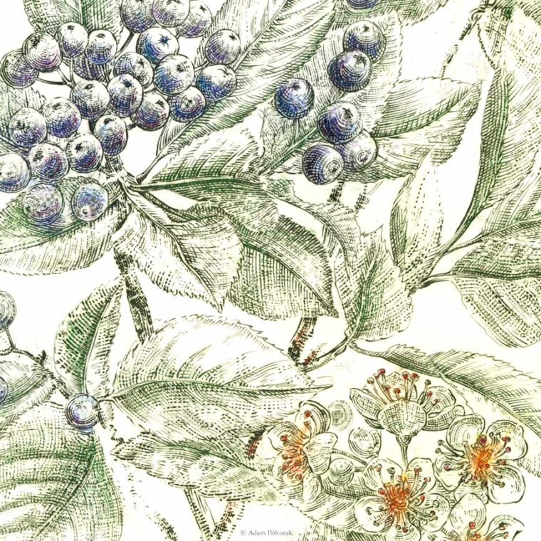 Aronia czarna No1 — miedzioryt