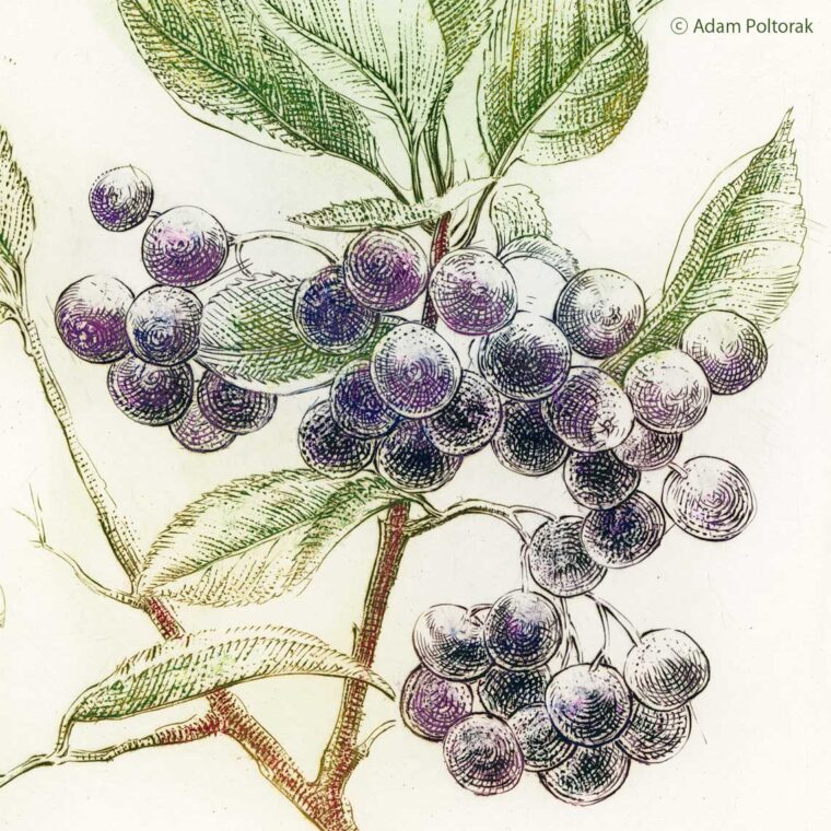 Aronia czarna No2 — miedzioryt