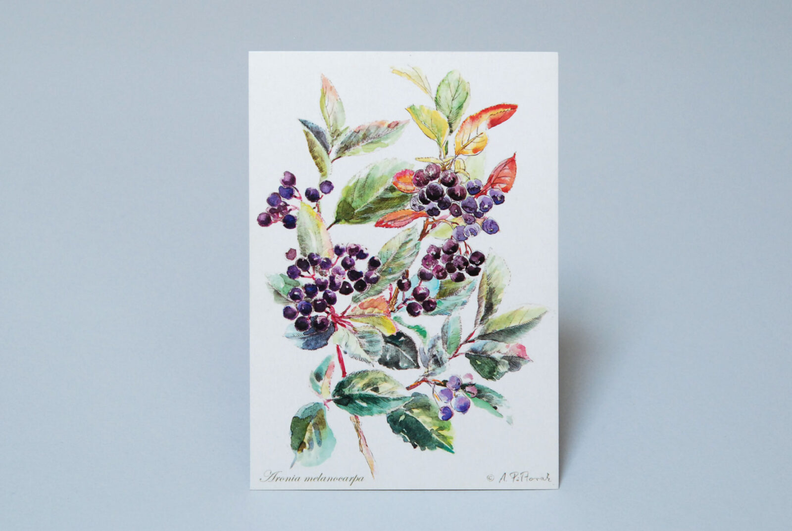 Aronia No2