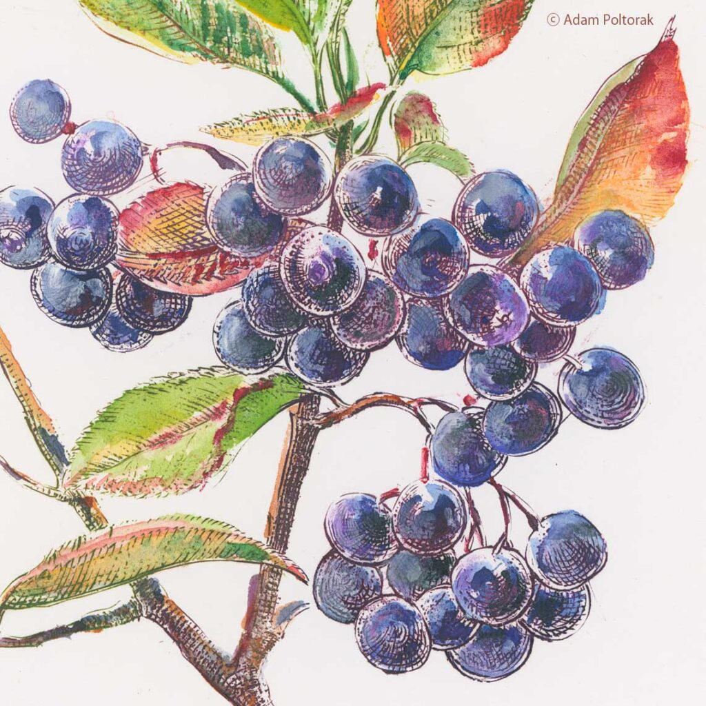 Aronia