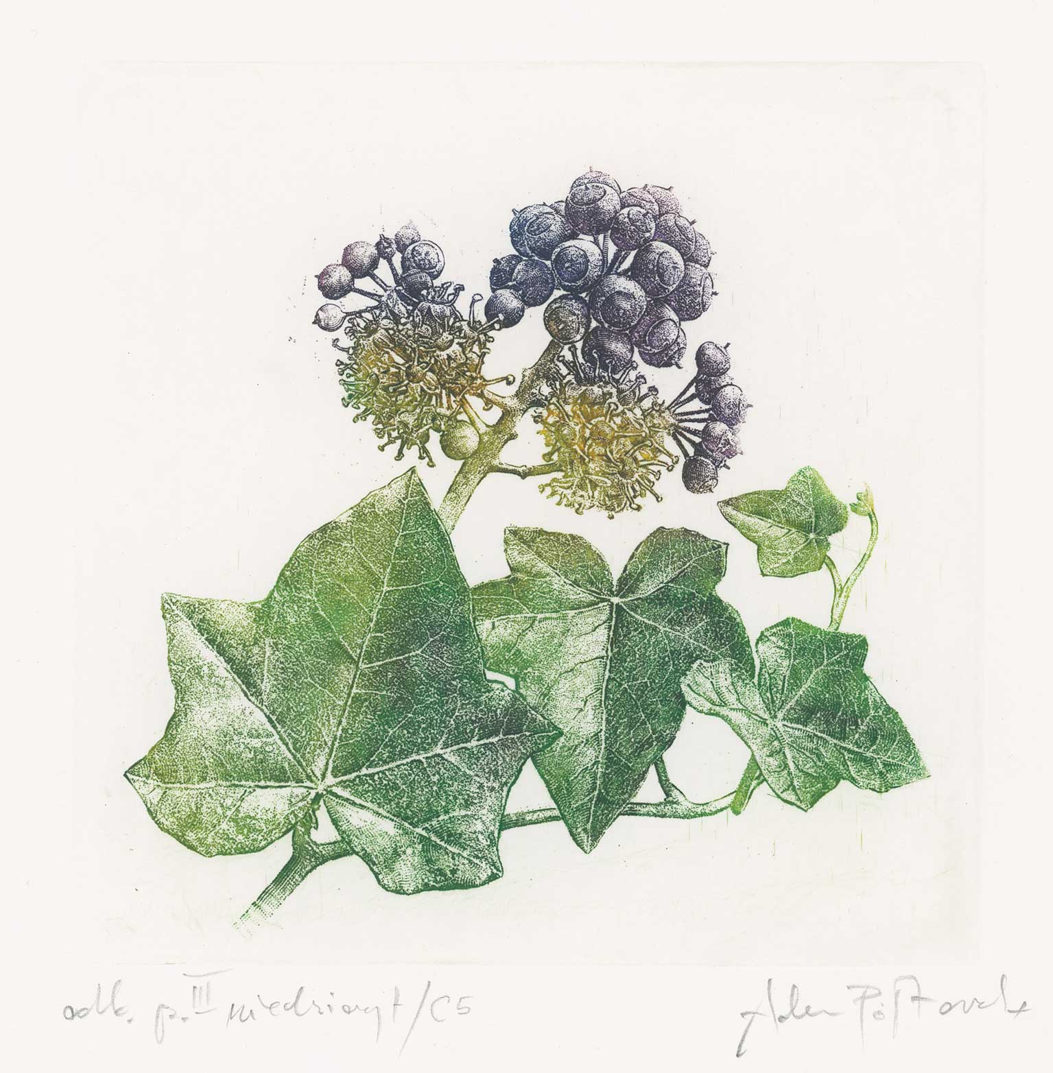 Hedera / Ivy / Bluszcz