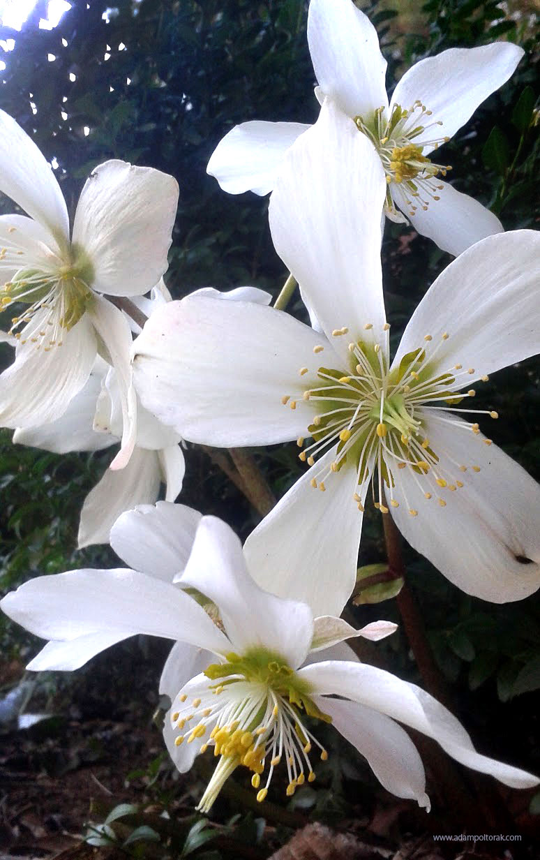 White hellebores / Białe ciemierniki