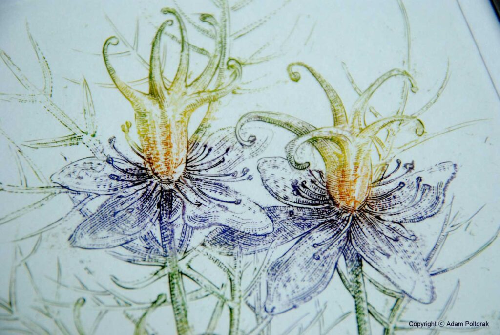 Nigella / Czarnuszka