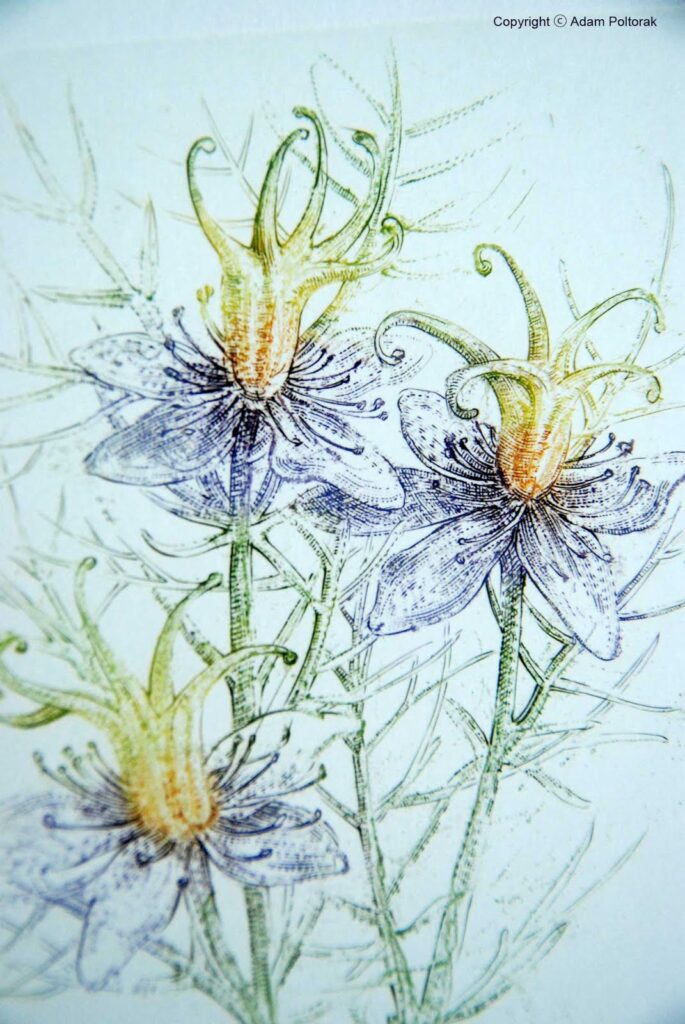 Nigella / Czarnuszka