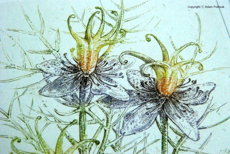 Nigella / Czarnuszka