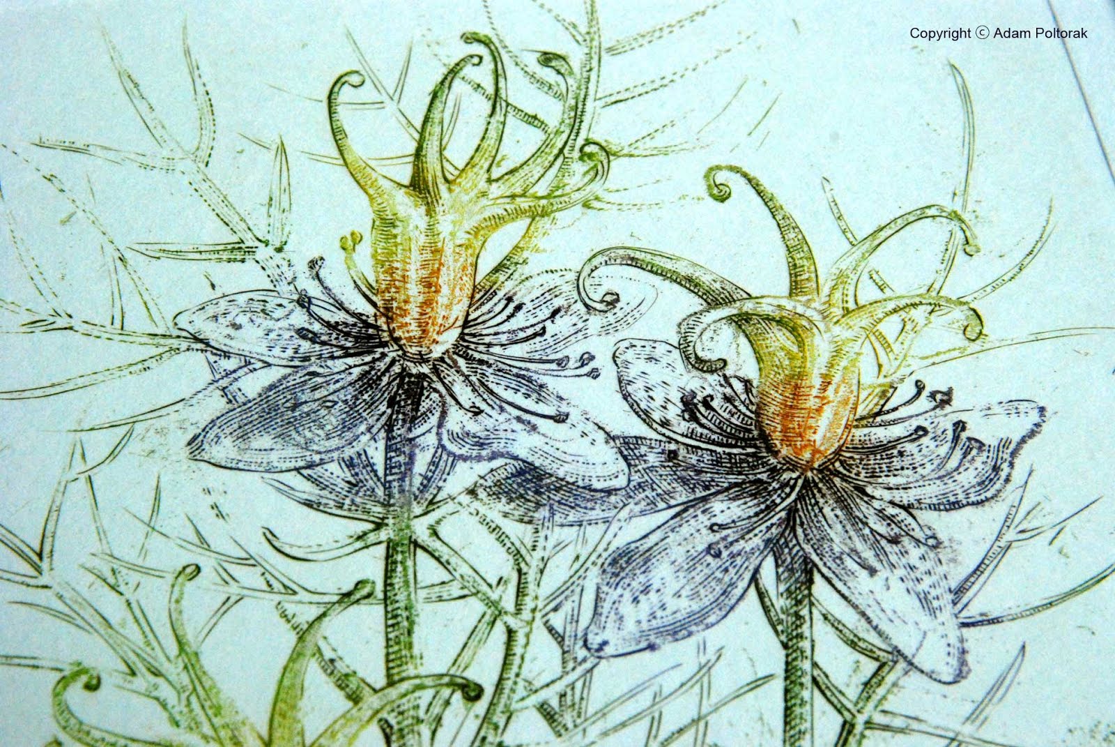 Nigella / Czarnuszka