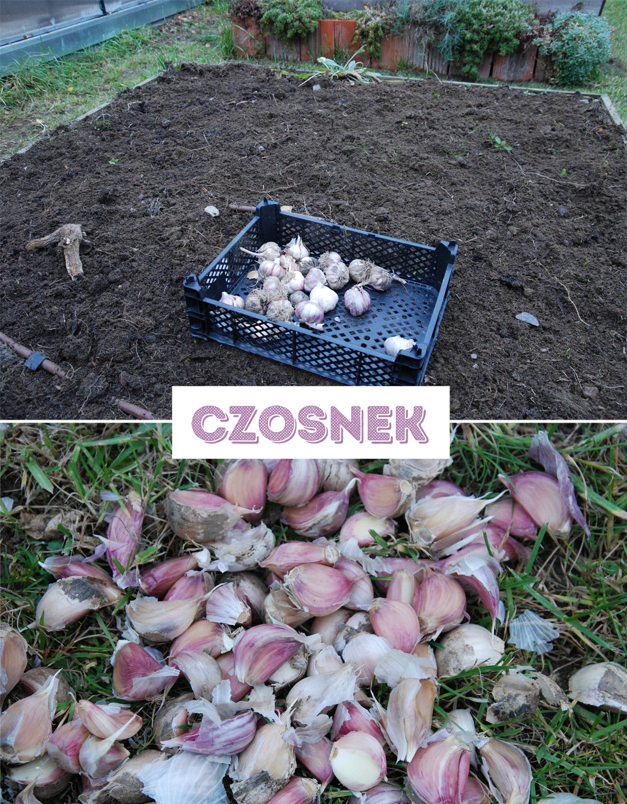 Jesień 2015/2016