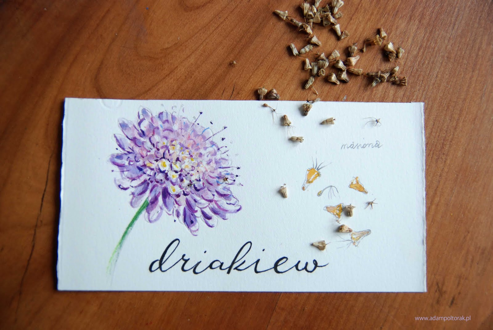Z serii "Szkicownik ogrodnika" - Driakiew