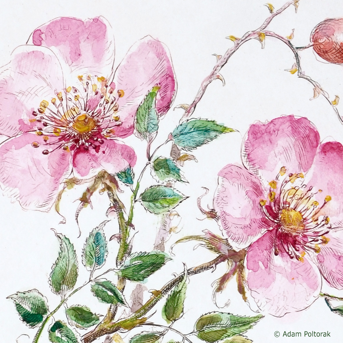 Dzika róża / Dog rose / Rosa canina L.