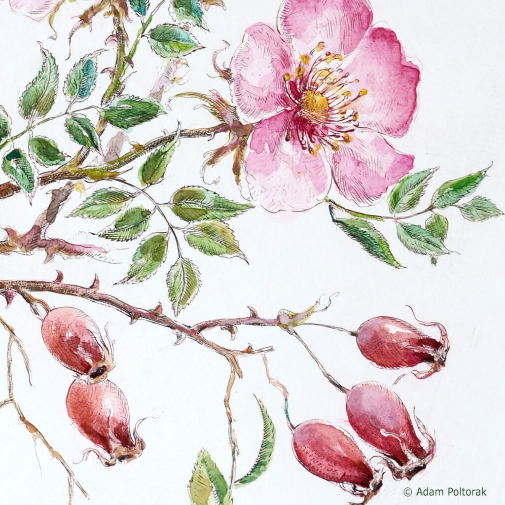 Dzika róża / Dog rose / Rosa canina L.
