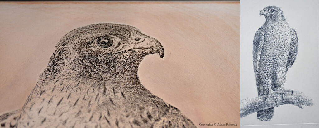 Falcon