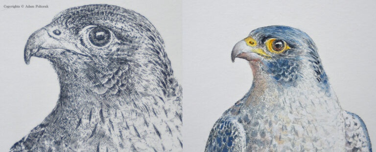 Falcon