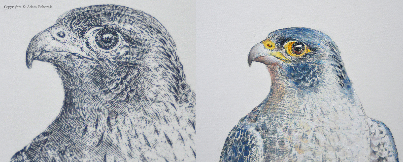 Falcon