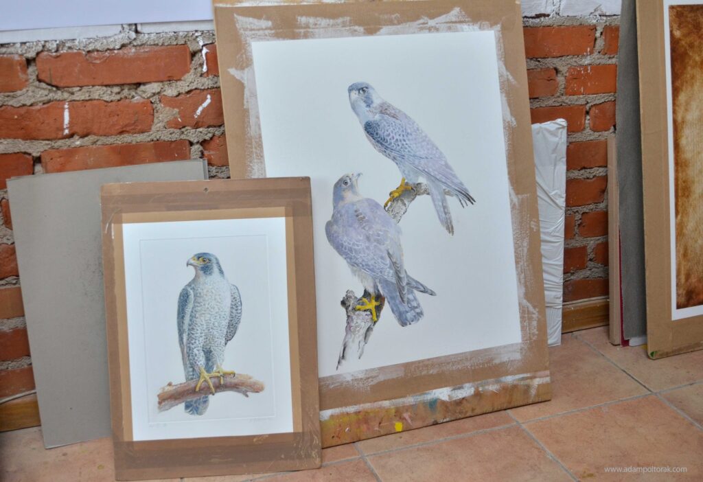 Falcons / Sokoły