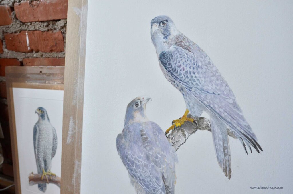 Falcons / Sokoły